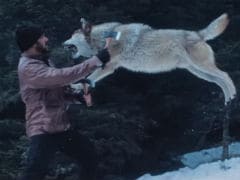 Salman Khan Vs A Wolf Pack In <I>Tiger Zinda Hai</i> Scene