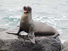 Ouch! Sea Lions Attack Swimmers In San Francisco Bay