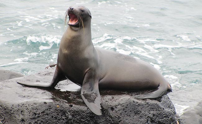 Sea lion attacks swimmer in San Francisco Bay - BBC News