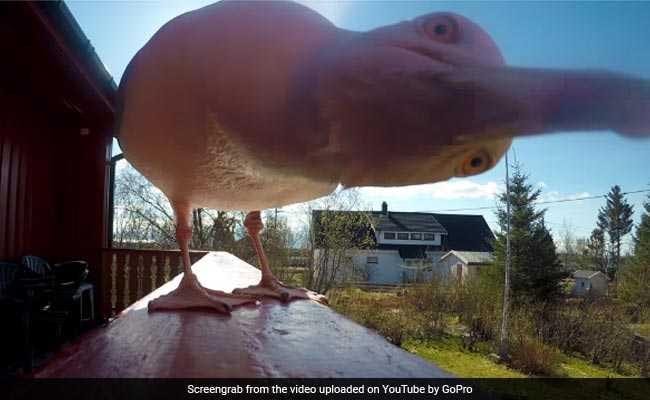 चिड़िया चुराकर ले गई थी कैमरा, 5 महीने बाद मिला हैरान करने वाला ये वीडियो