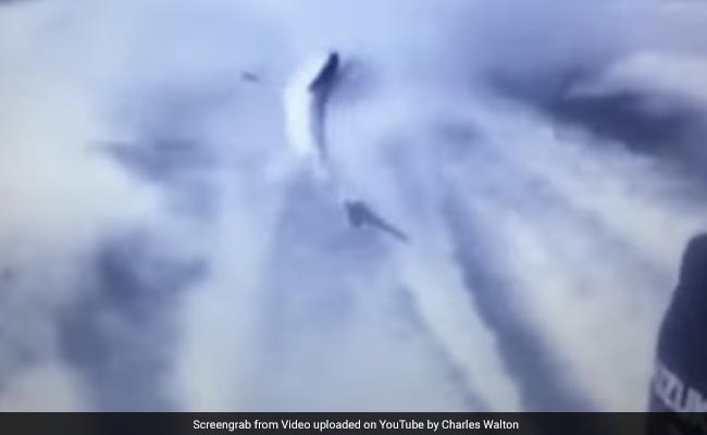 Men Shot Shark, Dragged It To Its Death, Posted Snapchat Videos