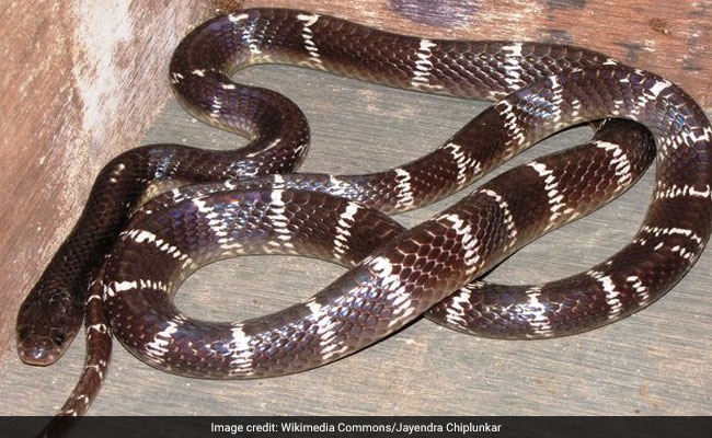 Gurgaon Office Discovered A Large Snake, Shouted For Help