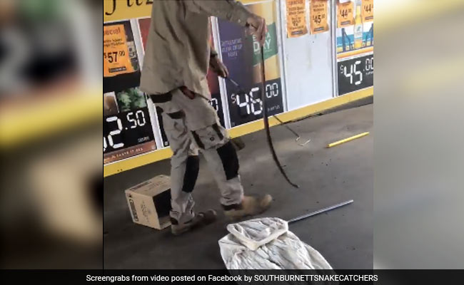 VIDEO: बॉक्स के अंदर छिपा था 4 फीट लंबा जहरीला सांप, पता चलते ही मच गया हड़कंप