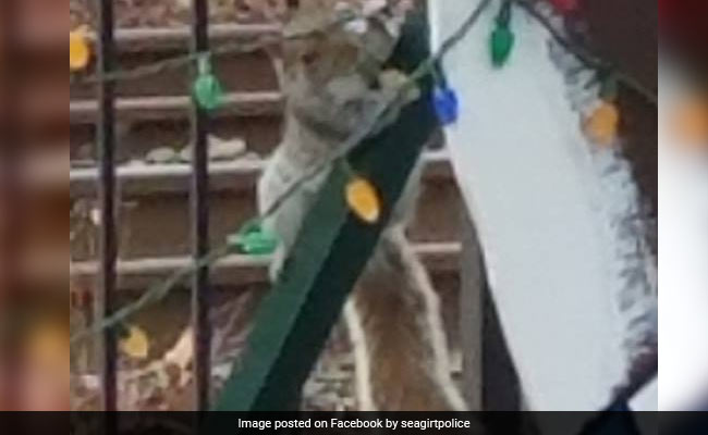 Squirrel Charged For Destroying Christmas Lights. Now Out On Bail