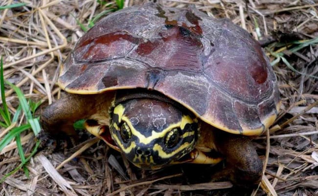 How Turtles Got Their Shell? A Missing Link Sheds Light On Mystery