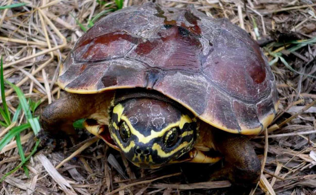 Lizard, Turtle Among More Than 100 New Species Found In Mekong Region