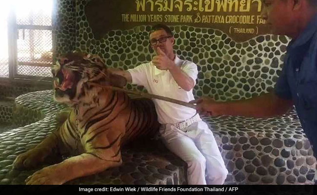 Tiger Poked By Stick As Tourists Pose For Pics In Thailand. Watch