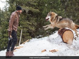 'टाइगर जिंदा है' के सेट पर कुल्हाड़ी लेकर भेड़िये से भिड़ गए सलमान खान और फिर... 'टाइगर जिंदा है' के सेट पर कुल्हाड़ी लेकर भेड़िये से भिड़ गए सलमान खान और फिर...