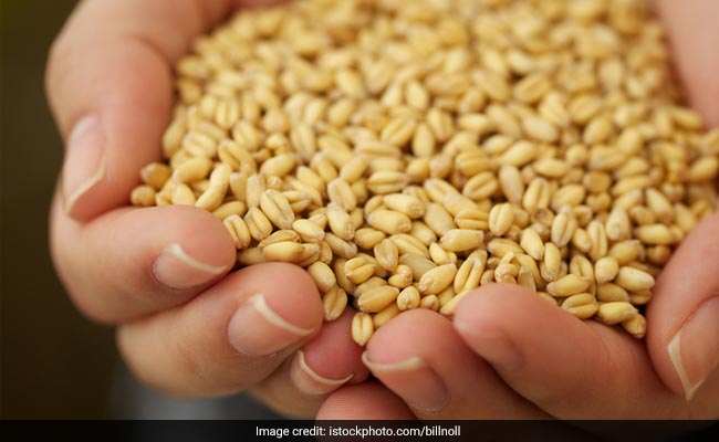 wheat kernels are rich in protein