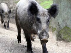 महाराष्ट्र में जंगली सूअर शख़्स को नोचता रहा और लोग VIDEO बनाते रहे