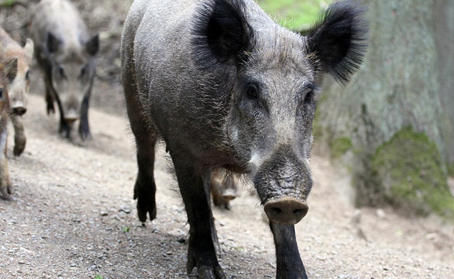 Wild Boars Charge Into Japanese School, Disrupt Exams, Take A Dip In Pool