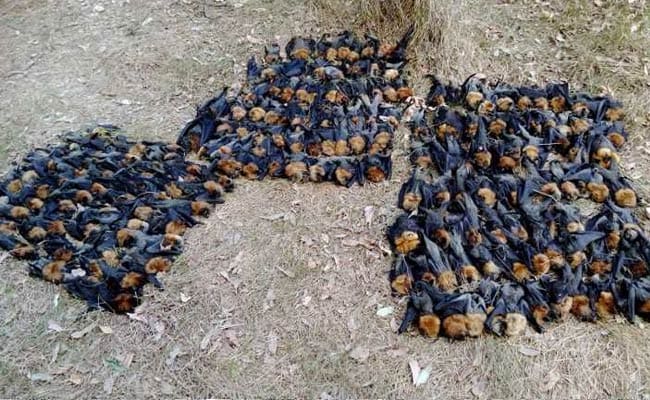 Australia Heatwave Was So Bad It Fried Brains Of Hundreds Of Bats