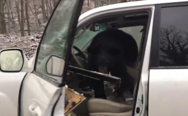 Bear Gets Locked In Car As Terrified Man Tries To Help. Watch Scary Video