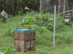 With Beehive Fence, Kerala's Farmers Tell Marauding Elephants To Buzz Off