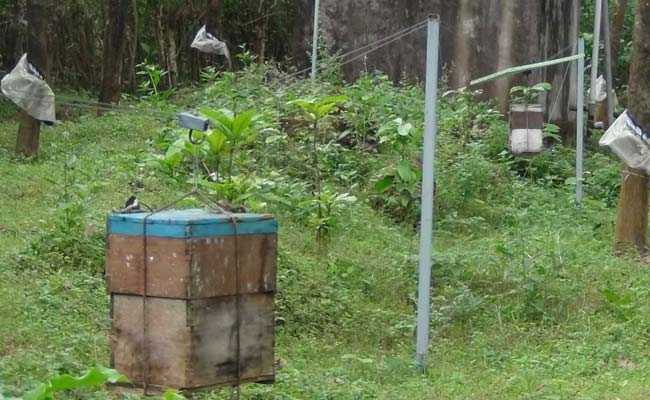 With Beehive Fence, Kerala's Farmers Tell Marauding Elephants To Buzz Off