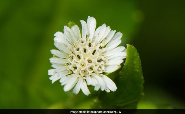 bhringaraj promotes hair growth