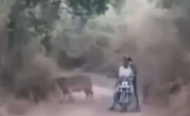 दो बाघों के बीच फंस गए बाइक सवार, वीड‍ियो देखकर खड़े हो जाएंगे रोंगटे