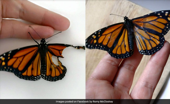 Woman Fixes Butterfly's Wings To Save His Life. See The Transformation