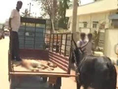 Watch: Cow Follows Lorry Carrying Her Injured Calf To Hospital