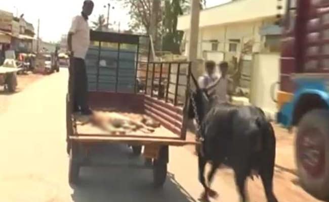 Watch: Cow Follows Lorry Carrying Her Injured Calf To Hospital