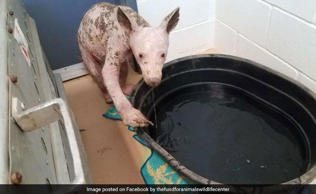 Hairless Animal Found In California Dumpster Identified