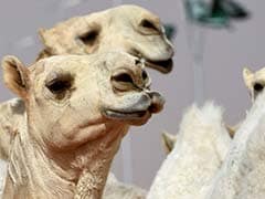 12 Camels Disqualified From Beauty Contest For Using Botox