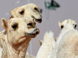 12 Camels Disqualified From Beauty Contest For Using Botox 12 Camels Disqualified From Beauty Contest For Using Botox