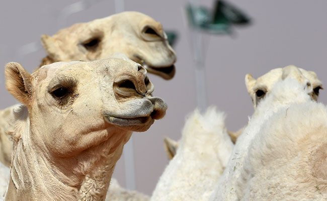 12 Camels Disqualified From Beauty Contest For Using Botox