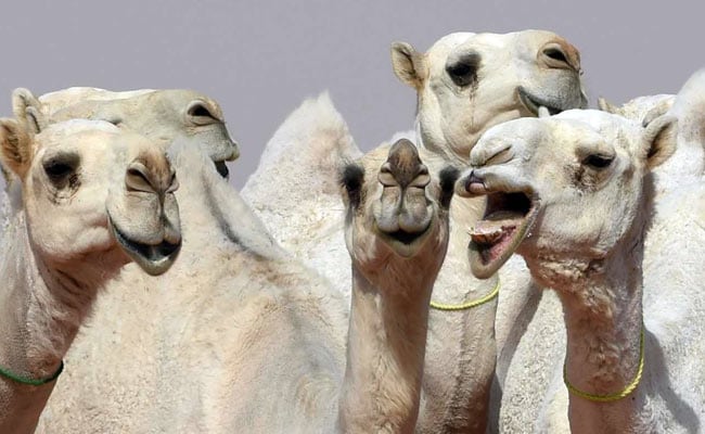 camel botox
