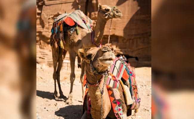 Camels Have Their Own Beauty Contest In Saudi Arabia And Some Were Beautified With Botox