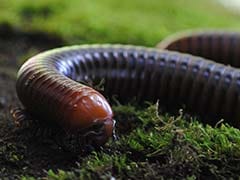 Centipedes Eat Animals 15 Times Their Size Thanks To This Powerful Toxin, Study Finds
