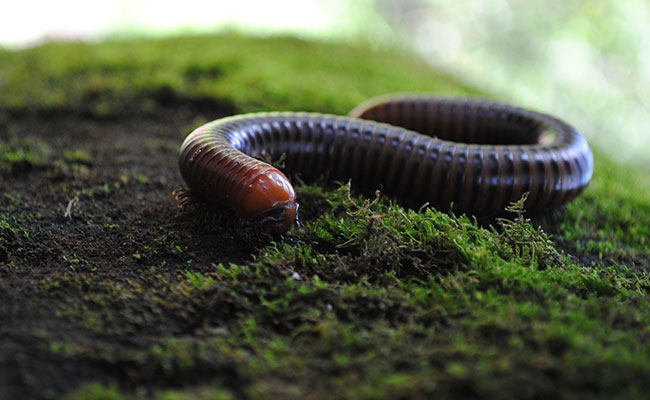 Centipedes Eat Animals 15 Times Their Size Thanks To This Powerful Toxin, Study Finds