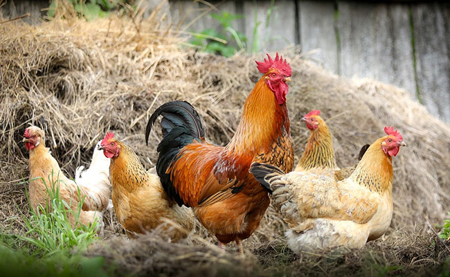 Boy, 6, Points Finger At 'Illegal' Poultry Farm, Green Court Issues Notice