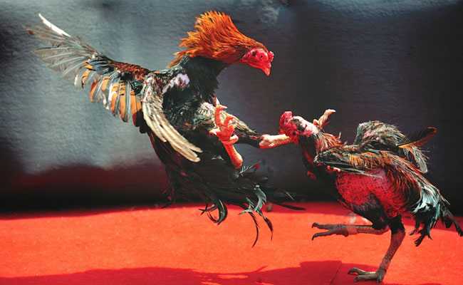 मध्य प्रदेश : हार-जीत की लड़ाई में मुर्गों की बल्ले-बल्ले, सरकारी मेहमान बन चुग रहे हैं दाना