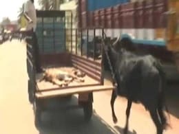 ...जब गाय ने अपने घायल बछड़े की हिफाज़त के लिए अस्पताल तक किया लॉरी का पीछा ...जब गाय ने अपने घायल बछड़े की हिफाज़त के लिए अस्पताल तक किया लॉरी का पीछा