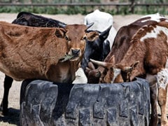 After Aligarh, Farmers In Agra Lock Stray Cows In School To Protect Crops