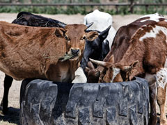 देश में पहली बार गाय के गोबर से ‘फोमिंग एजेंट’ तैयार, घर बनाने में होगा इस्तेमाल