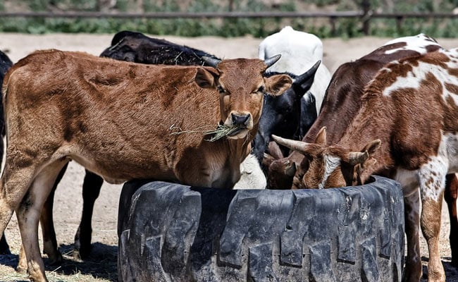 After Aligarh, Farmers In Agra Lock Stray Cows In School To Protect Crops