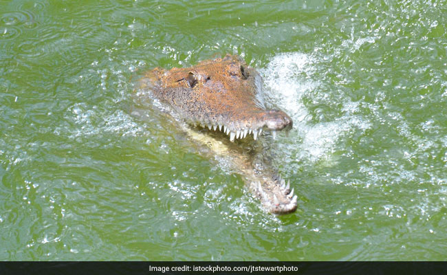 Man Goes Fishing In Crocodile-Infested Waters. Then This