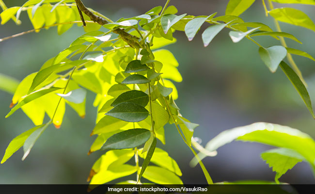 Can Eating Curry Leaves Help In Losing Weight?