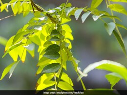 करी पत्ता बालों पर कुछ इस तरह लगाएंगे तो झड़ने, असमय सफेद होने और डैंड्रफ से मिलेगी राहत करी पत्ता बालों पर कुछ इस तरह लगाएंगे तो झड़ने, असमय सफेद होने और डैंड्रफ से मिलेगी राहत