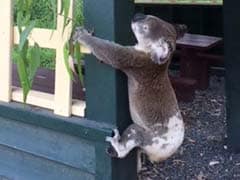 Outrage After Koala Found Nailed To Pole In Australia
