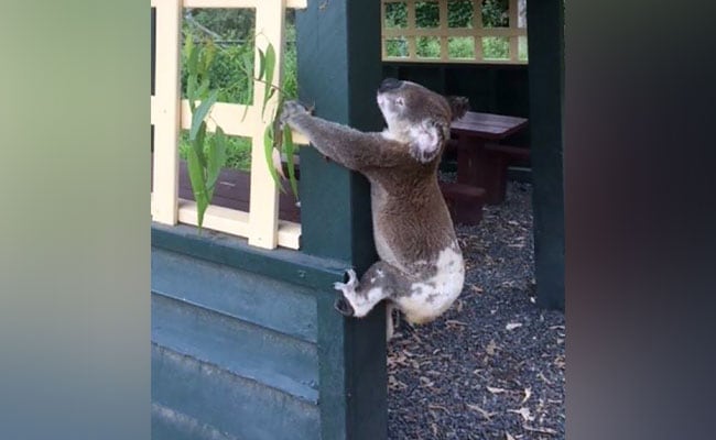 Outrage After Koala Found Nailed To Pole In Australia