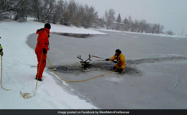 Firefighters Break Through Frozen Lake To Rescue Deer. See Pics