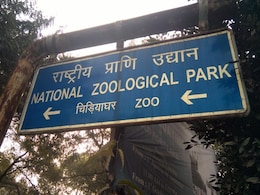 Lioness At Delhi Zoo, Paralysed For 9 Years, Dies Lioness At Delhi Zoo, Paralysed For 9 Years, Dies