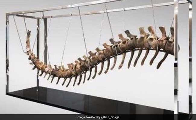 Dinosaur Tail Discovered In Morocco To Be Auctioned To Raise Funds For Mexico Quake Reconstruction