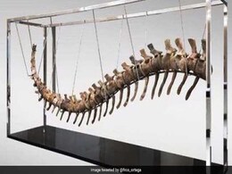 Dinosaur Tail Discovered In Morocco To Be Auctioned To Raise Funds For Mexico Quake Reconstruction Dinosaur Tail Discovered In Morocco To Be Auctioned To Raise Funds For Mexico Quake Reconstruction