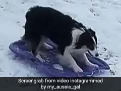 Clever Dog, Sledding All By Herself, Makes This The Cutest Video Ever