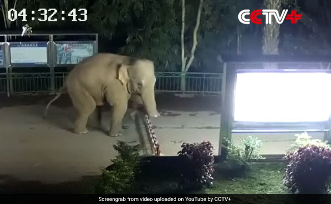 Caught On Camera: Elephant Crosses China-Laos Border During Morning Walk