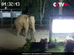 Caught On Camera: Elephant Crosses China-Laos Border During Morning Walk Caught On Camera: Elephant Crosses China-Laos Border During Morning Walk